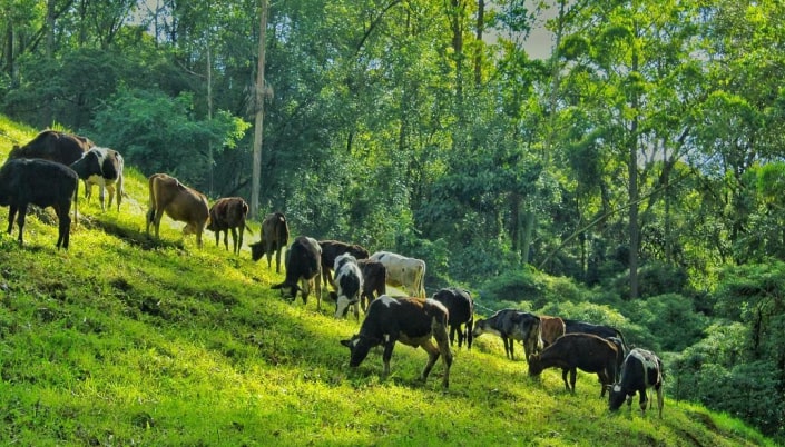 Local farmers using cattle to engage in traditional practices reflecting Kerala heritage and culture